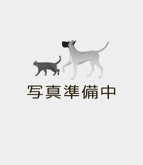 トリマー 有村三嬉
